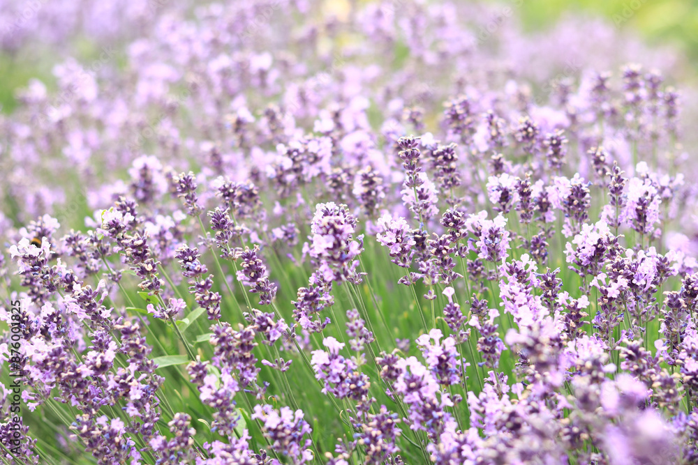 Lavender blossom. Close-up of a lavender flower field, purple flowers for a natural background. Purple lavender field Lavender blossom. Close-up of a lavender flower field, purple flowers for a natural background. Purple lavender field