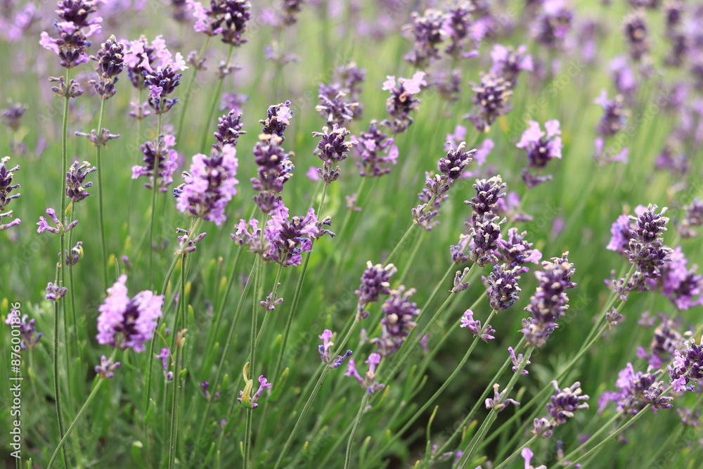 Obraz premium Lavender blossom. Close-up of a lavender flower field, purple flowers for a natural background. Purple lavender field