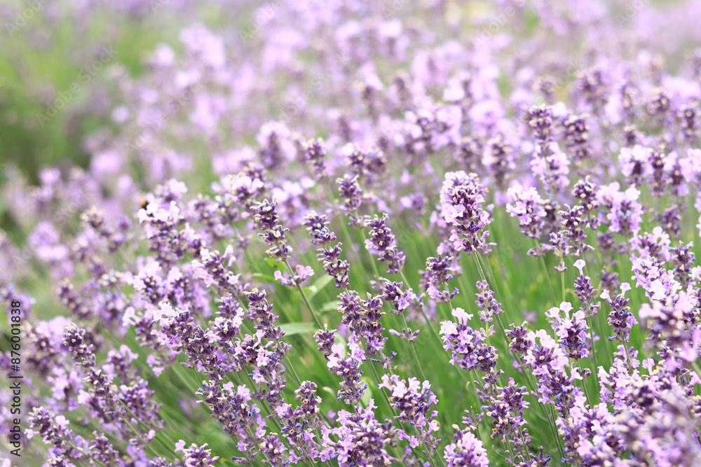 Lavender blossom. Close-up of a lavender flower field, purple flowers for a natural background. Purple lavender field Lavender blossom. Close-up of a lavender flower field, purple flowers for a natural background. Purple lavender field