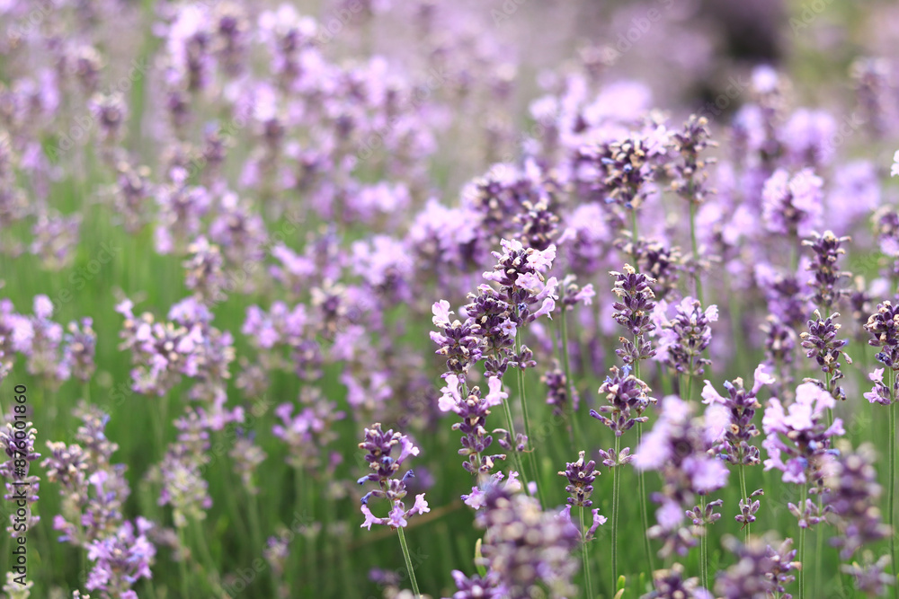 Naklejka premium Lavender blossom. Close-up of a lavender flower field, purple flowers for a natural background. Purple lavender field
