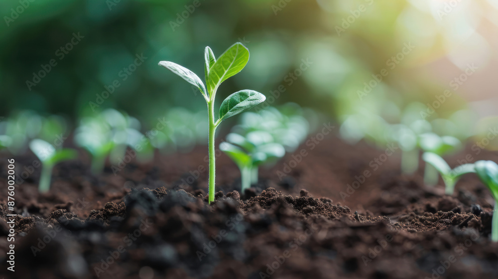 Young green plant in dark soil, symbolizing growth and new beginnings, with a blurred natural background and sunlight filtering through foliage. Young green plant in dark soil, symbolizing growth and new beginnings, with a blurred natural background and sunlight filtering through foliage.