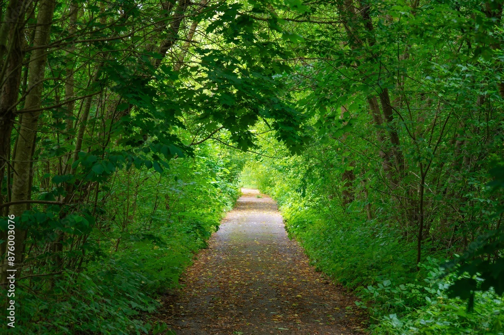 Fototapeta premium Tranquil Forest Walking Path Serene Nature. Relax, Hiking, Cycling, Walking, Alone, Meditation