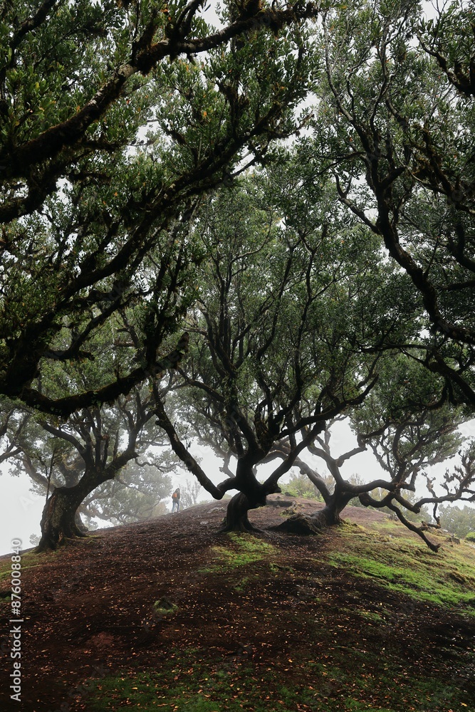 Misty landscape of a lush green field with ancient twisted trees in Fanal Forest, Madeira, Portugal. Misty landscape of a lush green field with ancient twisted trees in Fanal Forest, Madeira, Portugal.