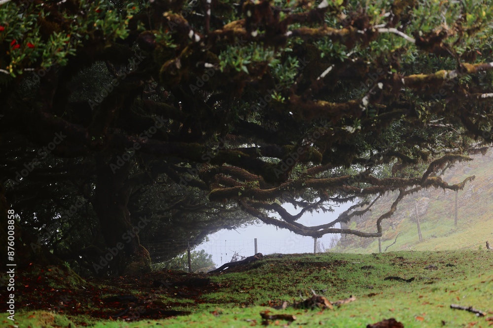 Misty landscape of a lush green field with ancient twisted trees in Fanal Forest, Madeira, Portugal. Misty landscape of a lush green field with ancient twisted trees in Fanal Forest, Madeira, Portugal.