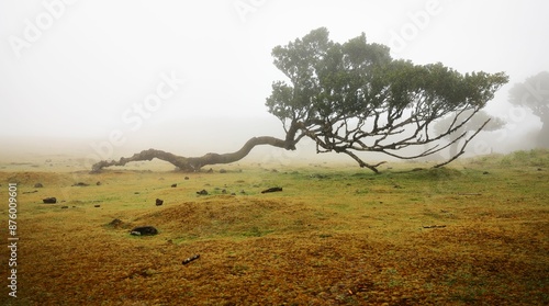 Obraz na płótnie Misty landscape of a lush green field with ancient twisted trees in Fanal Forest, Madeira, Portugal