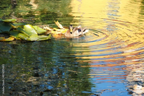 A wild duck swimming in the Malom Lake in the afternoon. photo