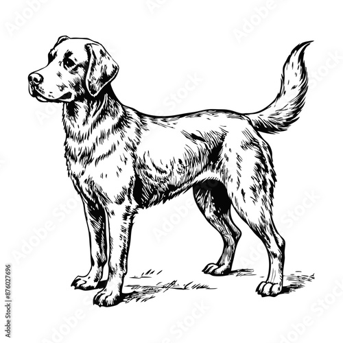Sketch of a Labrador retriever with a wagging tail, side view, on a white background