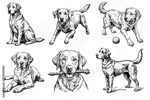 Set of Labrador Retriever sketch on a white background in different poses