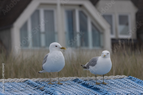 2 Möwen auf Strandkorb.	 photo