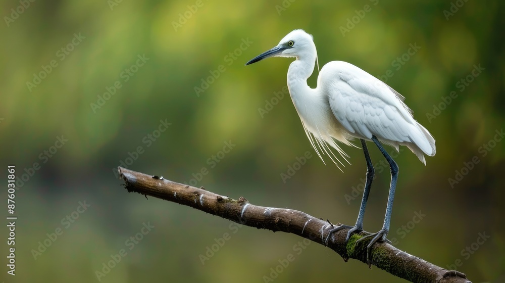 A pretty small white heron perched on a branch A pretty small white heron perched on a branch
