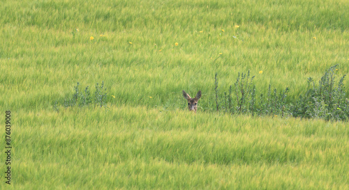 Mama deer is hiding in the tall grass with her newborn fawns, please use drones to scan the fields for identifying and marking locations to save the animals. © Eva Kongshavn