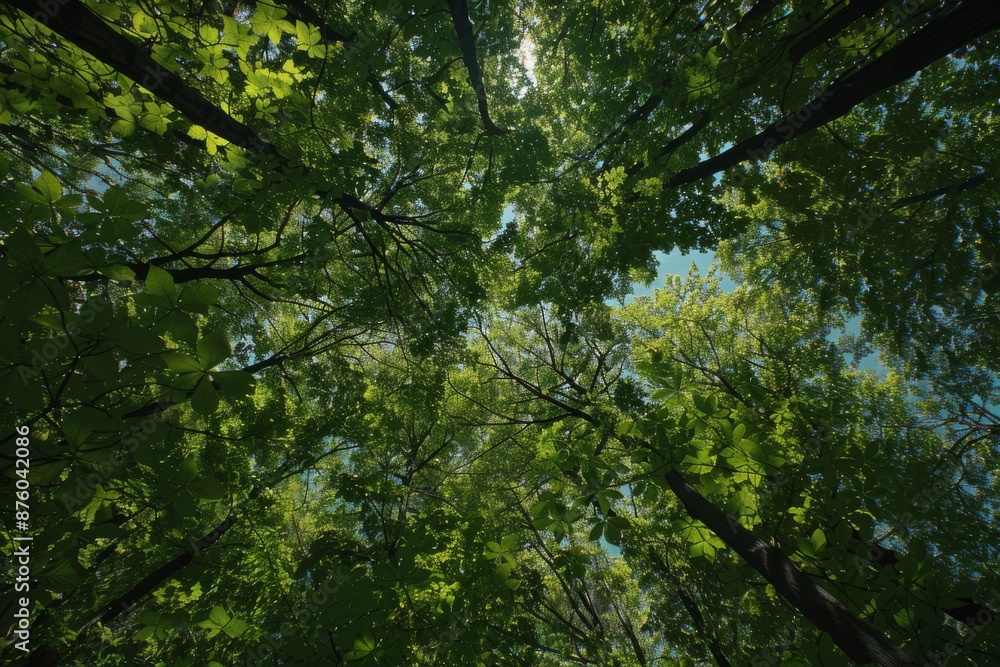 Stunning wide-angle view of the canopy from below, showcasing tall trees with lush green leaves in an expansive forest under a blue sky Stunning wide-angle view of the canopy from below, showcasing tall trees with lush green leaves in an expansive forest under a blue sky