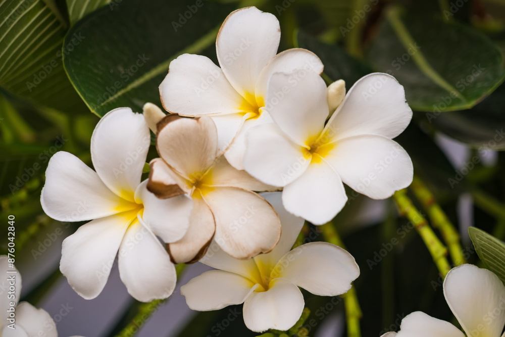 White Plumeria Blossoms with Lush Green Foliage White Plumeria Blossoms with Lush Green Foliage