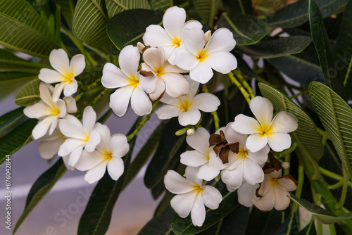 White Plumeria Blossoms with Lush Green Foliage