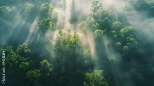 Foggy weather in a forest image