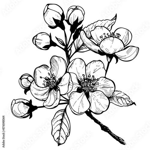 Hand drawn highly detailed blooming apple flowers