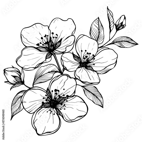Hand drawn highly detailed blooming apple flowers