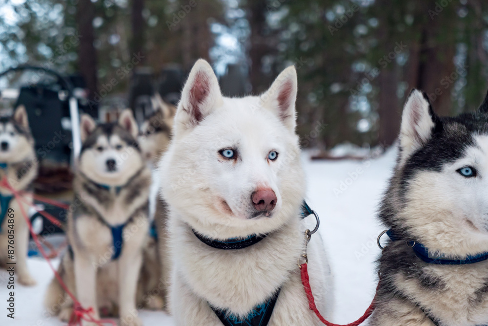 White husky dog in snowy forest with other dogs ready to pull sled White husky dog in snowy forest with other dogs ready to pull sled