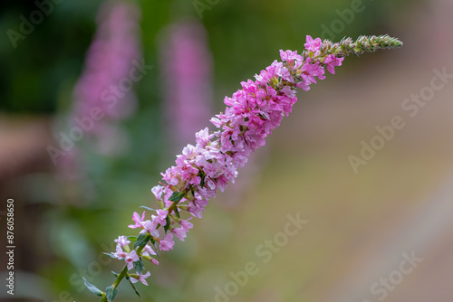 Selective focus of white pink flowers in the garden, Lythrum is a genus of flowering plants native to the temperate world, Commonly known as loosestrife, They are among genera of the family Lythraceae