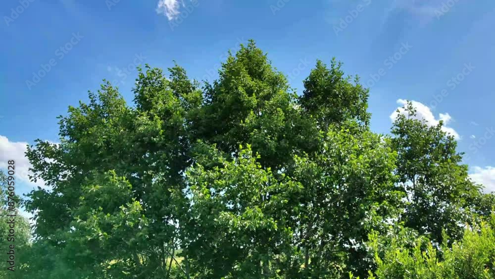 The wind bends the trees against the blue skyх The wind bends the trees against the blue skyх