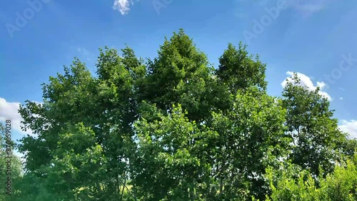 Wallpaper Mural The wind bends the trees against the blue skyх Torontodigital.ca