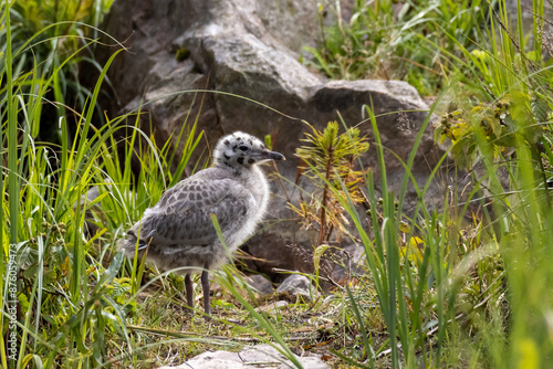 Young Mew Gull try to walk