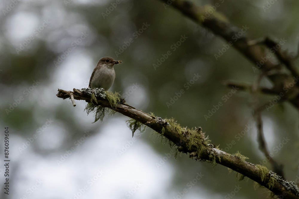 Fototapeta premium sparrow on a branch
