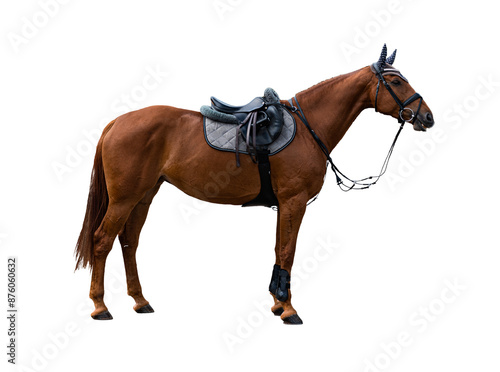 a horse with a saddle and harness
