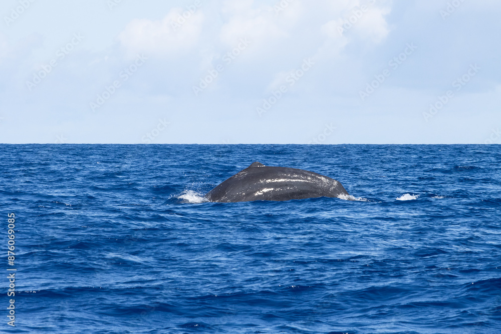 Obraz premium Sperm whales in Azores, whale watching in Azores. A whale's back partially visible above the ocean surface, with blue water and a cloudy sky