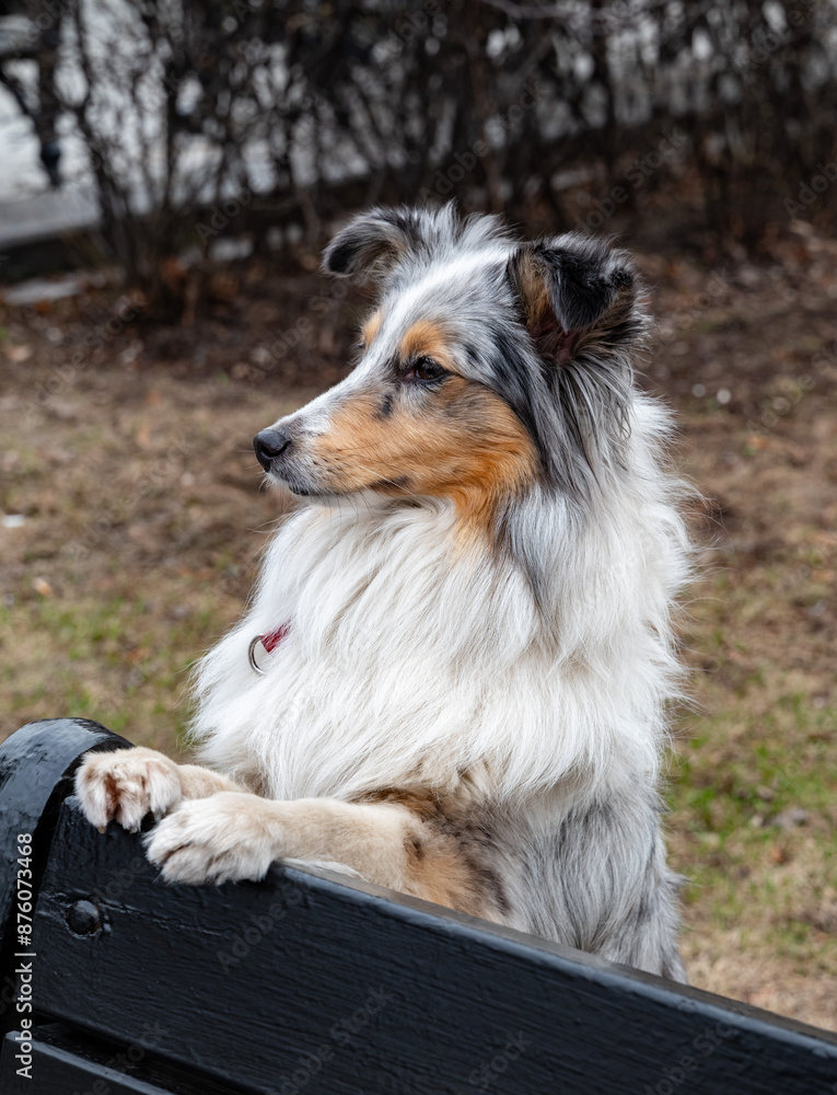 Shetland Sheepdog Shetland Sheepdog