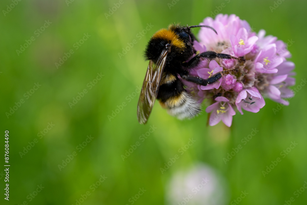 close-up of a bumblebee on carnation flower (Armeria maritima) close-up of a bumblebee on carnation flower (Armeria maritima)