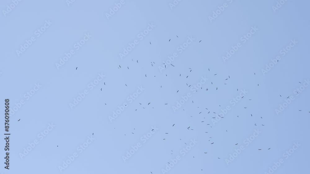 a kettle of Griffon vultures (Eurasion griffon, Gyps fulvus) soaring and circling overhead a kettle of Griffon vultures (Eurasion griffon, Gyps fulvus) soaring and circling overhead