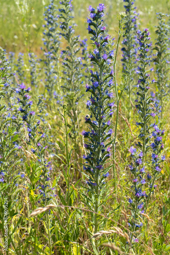 Summer colorful meadow