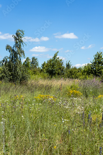 Summer colorful meadow