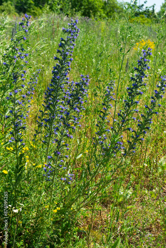 Summer colorful meadow