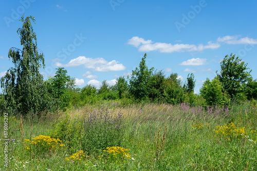 Summer colorful meadow