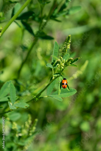 Summer colorful meadow