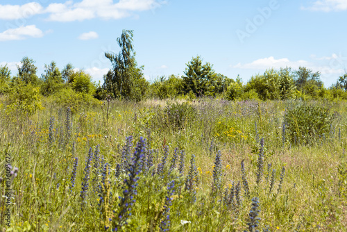 Summer colorful meadow