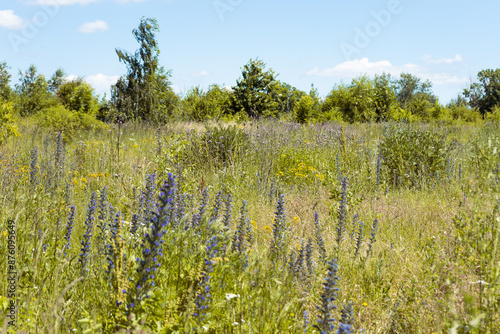 Summer colorful meadow