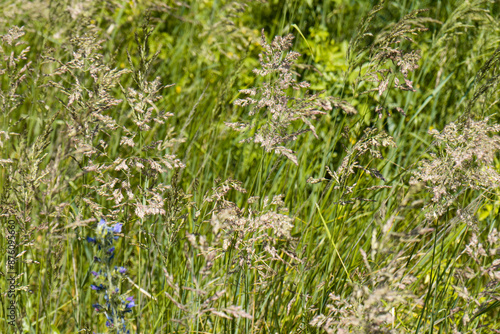 Summer colorful meadow