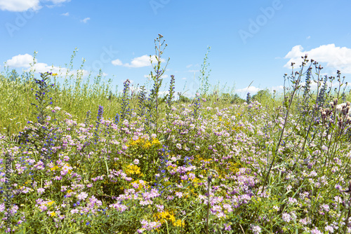 Summer colorful meadow