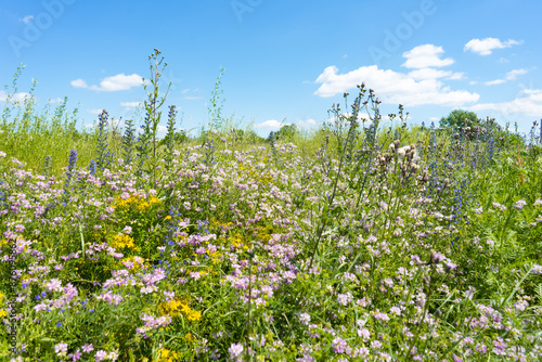 Summer colorful meadow