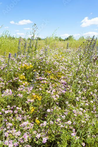 Summer colorful meadow