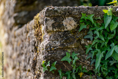 Stone wall with climbing ivy for background