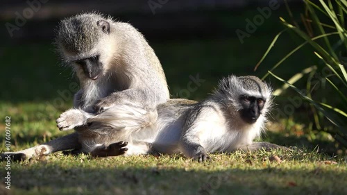 A 4K Video of Vervet Monkeys in a holiday resort looking for food and cleaning and playing with each other, conceptual of Monkey Business. Taken in South Africa during a Safari Game Drive