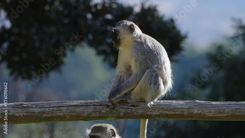 A 4K Video of Vervet Monkeys in a holiday resort looking for food and cleaning and playing with each other, conceptual of Monkey Business. Taken in South Africa during a Safari Game Drive