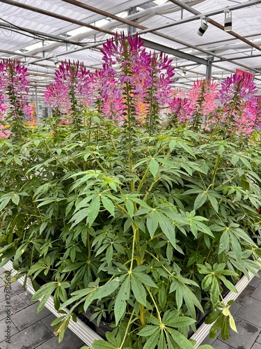 plants in greenhouse