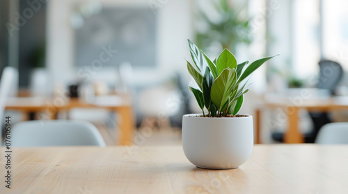 Potted plant at modern office with purple shade for comfortable work