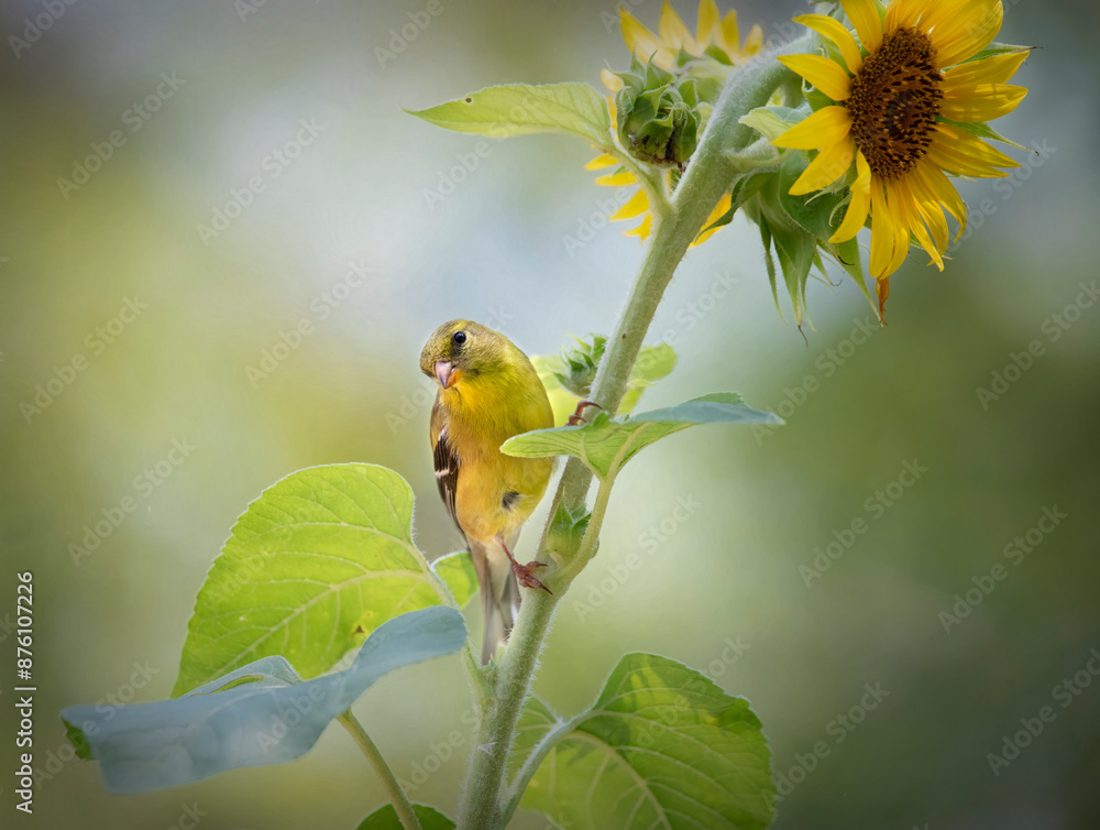 goldfinch on sunflower plant goldfinch on sunflower plant