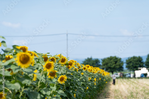 夏の青空とひまわり畑を散歩する人
